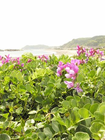 いわき市久之浜町の海岸にハマエンドウの群落が開花しました。