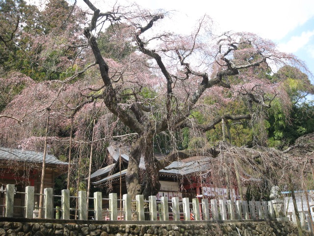 諏訪神社（小川町）のシダレザクラが咲き始めました！