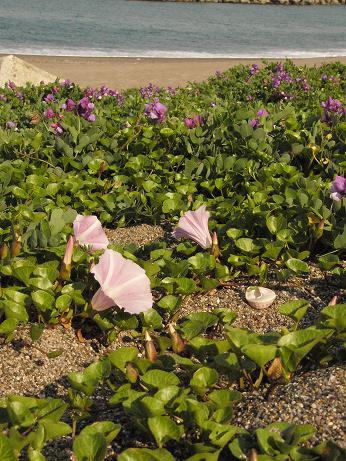 ハマヒルガオがいわき市久之浜町の海岸に開花しました。