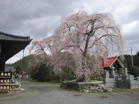 安養院の右近桜