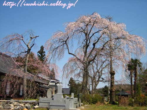 安養院の右近桜（4月6日）