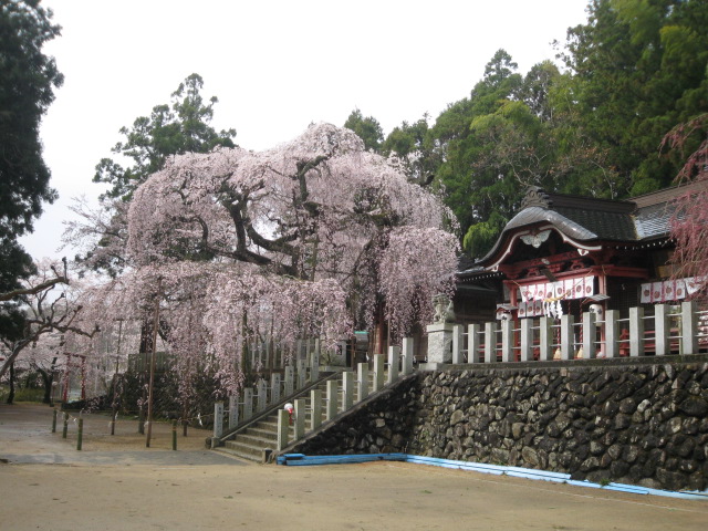 諏訪神社（小川町）シダレザクラ・４月９日状況