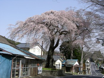 田人の枝垂れ桜が満開に！