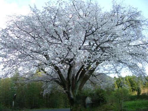 田人の石割桜がやっと満開です！