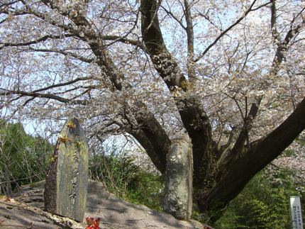馬頭観音石碑と石割桜
