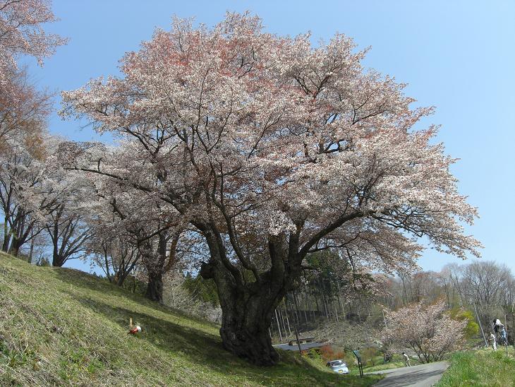 新田の大山桜が満開です