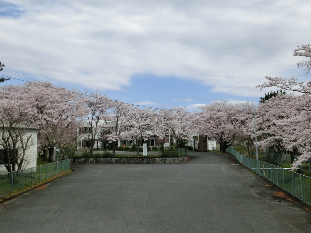 小川公民館の桜も見ごろです