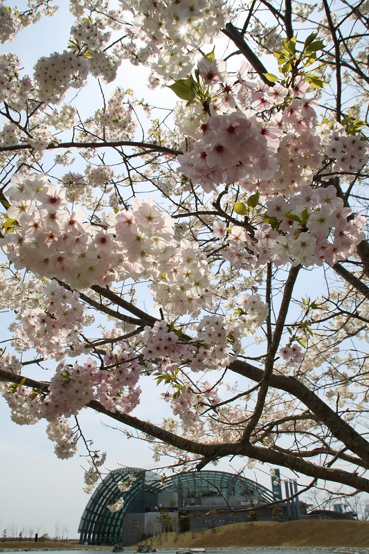 アクアマリンの桜