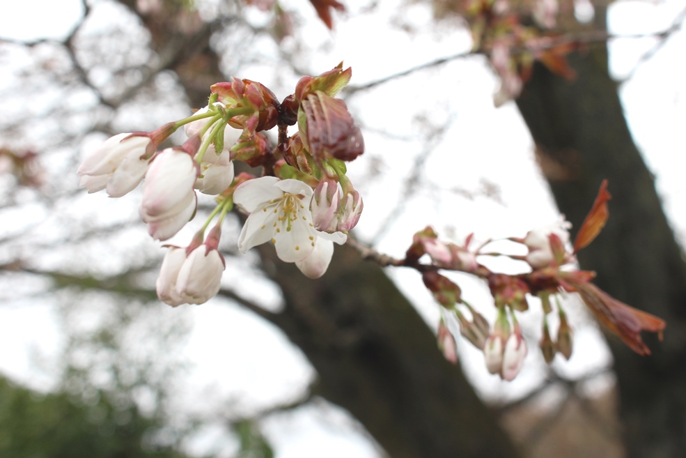 田人の石割桜（その３）開花しました