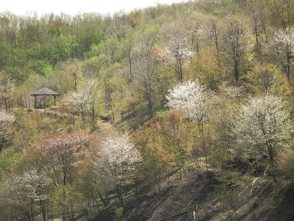 貝泊桜の公園（お花見会を開催します）