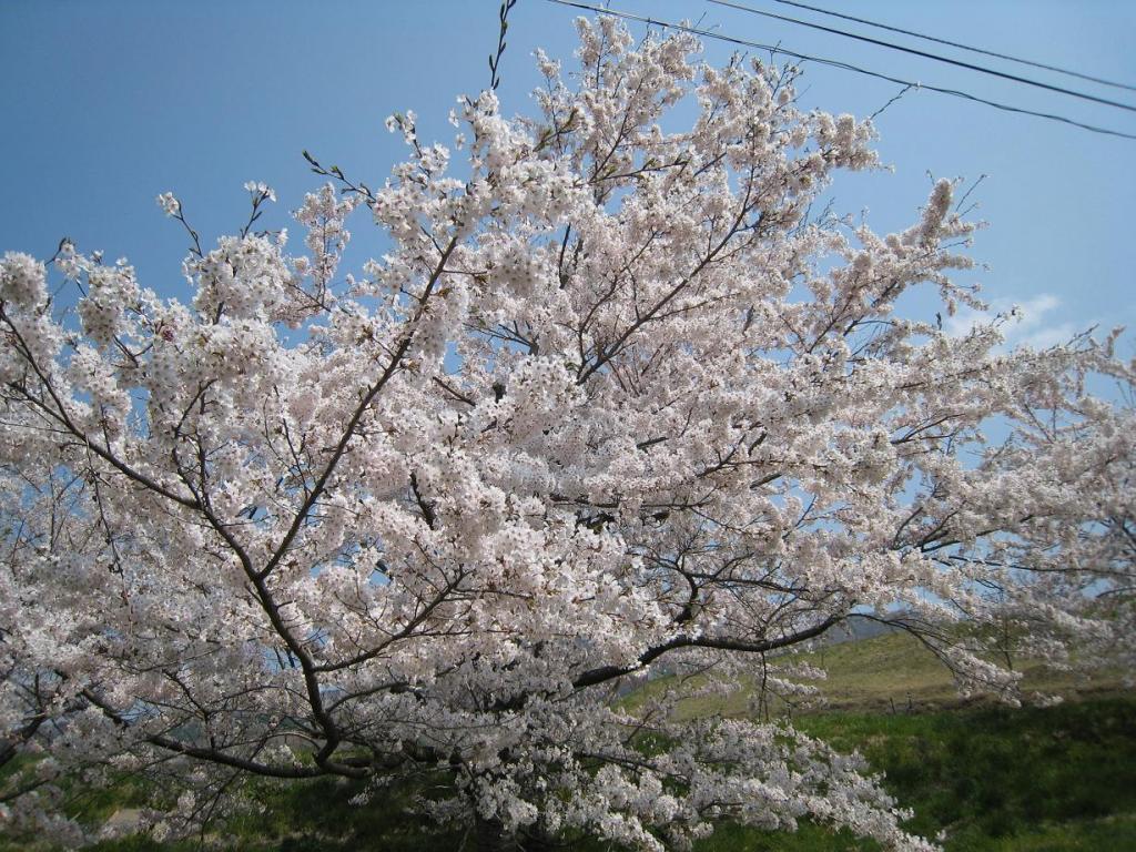 鬼ケ城の桜20080428