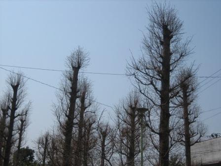 冬枯れの新川公園の木々