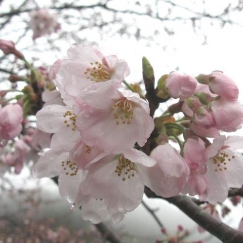 田人も桜が開花しました