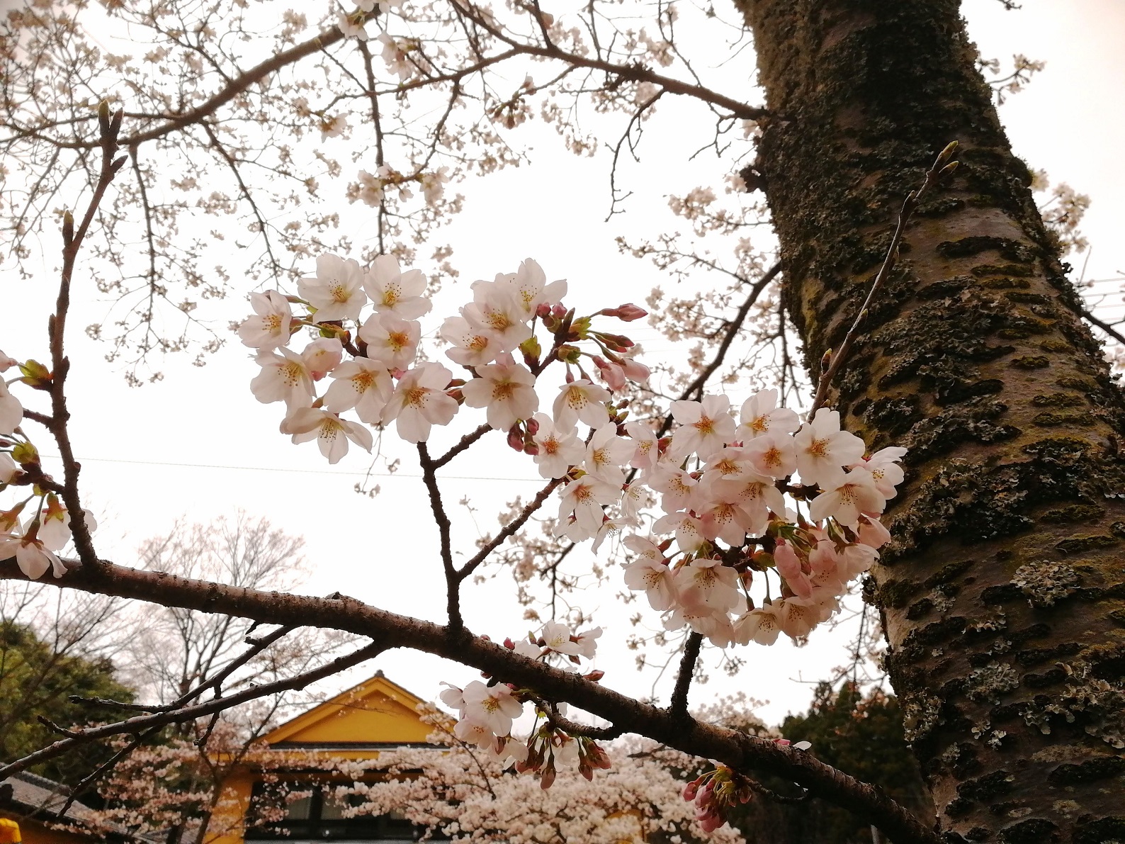 松ヶ岡公園の桜