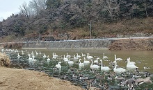 小川町の白鳥飛来地