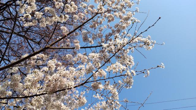 平地区の桜
